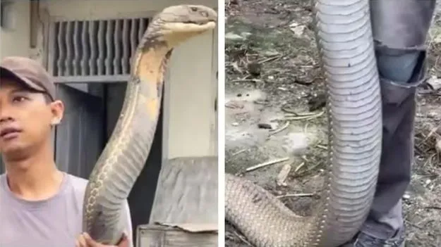 King cobra: వామ్మో.. ఇతడి గుండె ధైర్యానికి సలాం చెప్పాల్సిందే.. కింగ్ కోబ్రా నిజమైన సైజ్ ఎంతంటే..