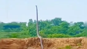 King Cobra: వామ్మో.. ఆ కోబ్రా ఎలా నిల్చుందో చూశారా.. వీడియో చూస్తే షాకవడం ఖాయం.. 