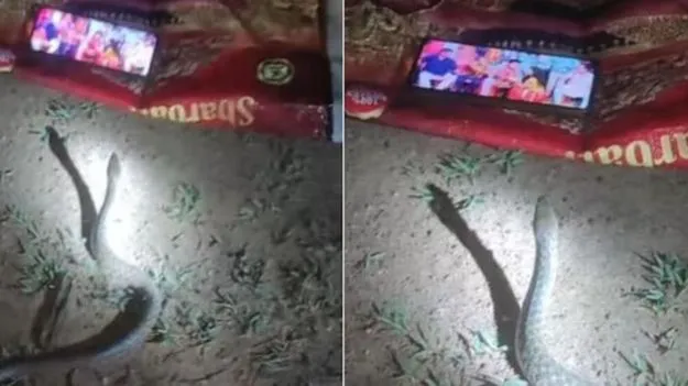 Snake Watching Mobile: మొబైల్ పాములను కూడా చెడగొడుతోంది.. ఈ విషసర్పం ఏం చేస్తోందో చూడండి..