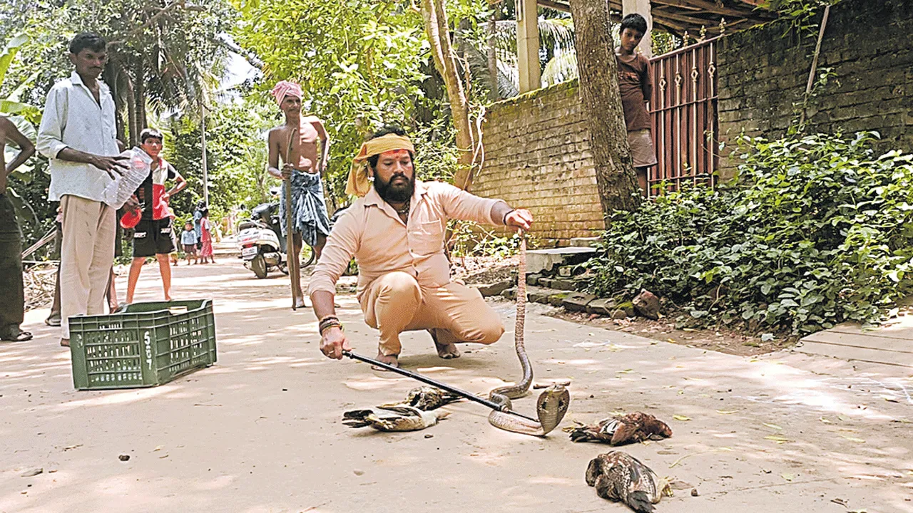 నాలుగు కోళ్లను మింగిన నల్ల తాచు