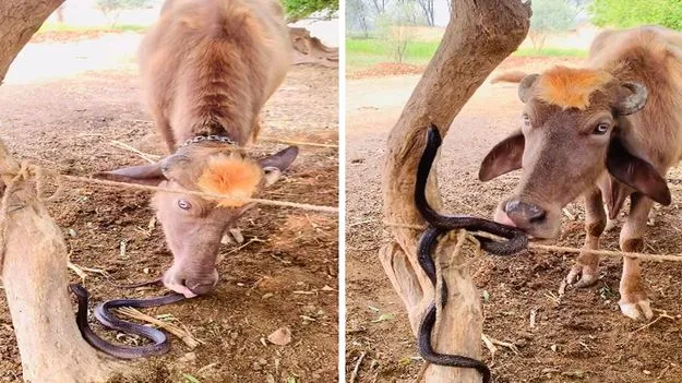 Buffalo vs Snake: గేదె vs పాము.. రెండింటి మధ్య ఏం జరిగిందో చూడండి.. వీడియో వైరల్..