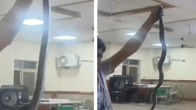 Snake Video: పామును హాస్పిటల్‌కు తీసుకెళ్లిన రాజస్థాన్ వ్యక్తి.. కారణం ఏంటో తెలిస్తే..