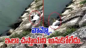 Crocodile Attack Video: ఊహించని చావు అంటే ఇదేనేమో.. పక్షిని పట్టుకున్న పాము.. చివరకు ఆ రెండింటినీ.. 