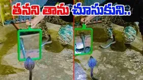 Snake Shocking Video: పాముపై వింత ప్రయోగం.. ఎదురుగా అద్దం పెట్టడంతో.. చివరకు..
