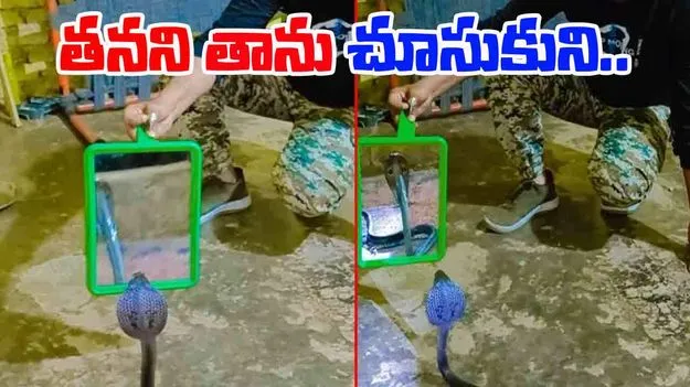 Snake Shocking Video: పాముపై వింత ప్రయోగం.. ఎదురుగా అద్దం పెట్టడంతో.. చివరకు..