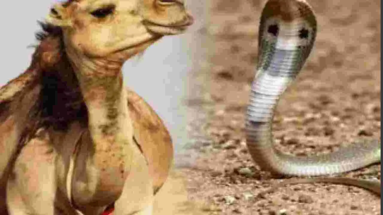 Antidote for Snake Venom: ఈ జంతువు కన్నీళ్లు పాము విషానికి విరుగుడు..!