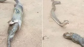 Snake viral Video: ఒళ్లు గగుర్పొడిచే వీడియో.. ఒకేసారి రెండు కప్పలను మింగిన పాము పరిస్థితి చూడండి.. 