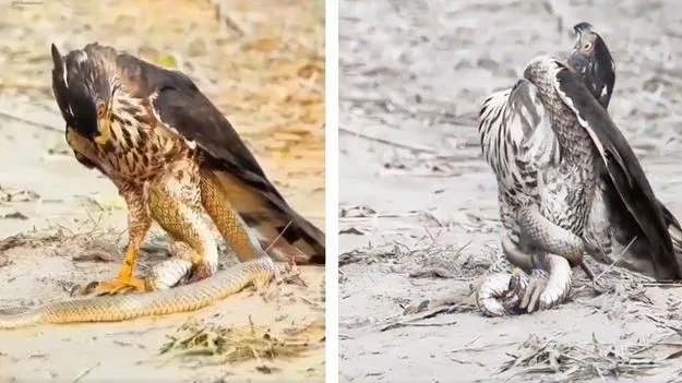 Snake Eagle video: ఈ పాము జీవిత పాఠం నేర్పుతోంది.. డేగను ఎలా మట్టికరిపించిందో చూడండి..