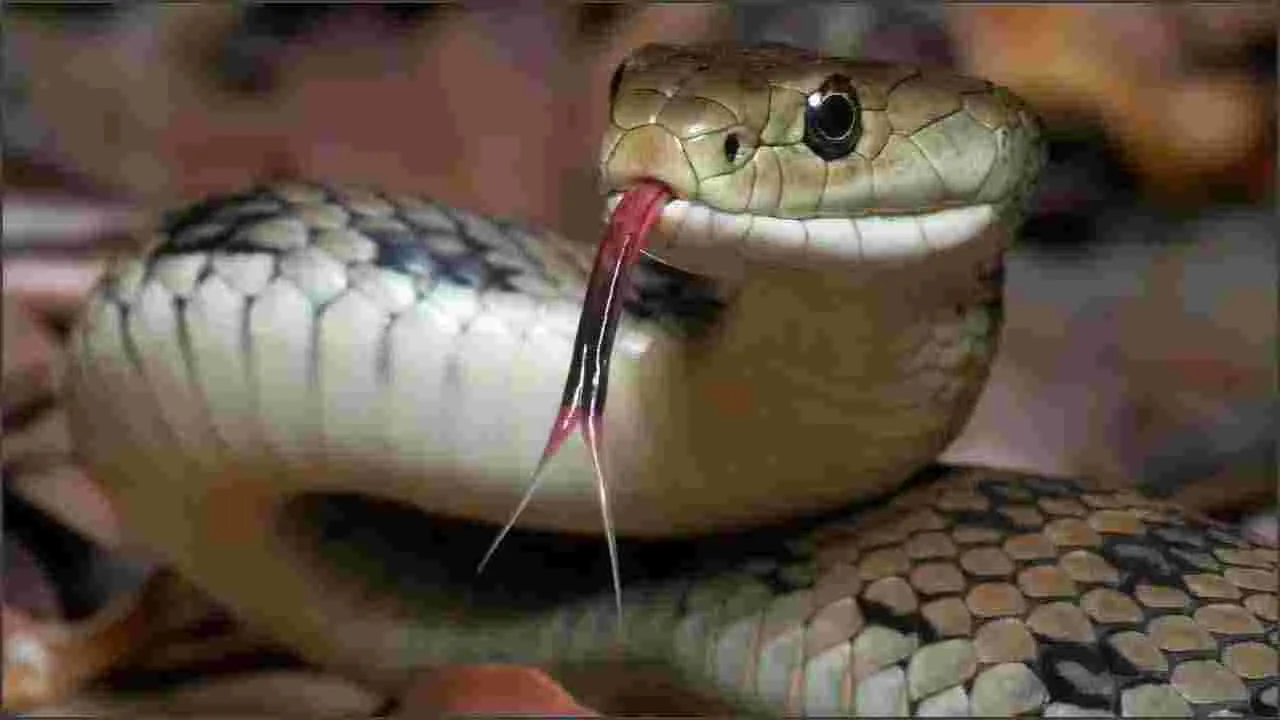 Antidote for Snake Venom: ఈ జంతువు కన్నీళ్లు పాము విషానికి విరుగుడు..!