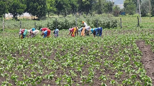 raajanna siricilla :  కలుపు కష్టాలు..