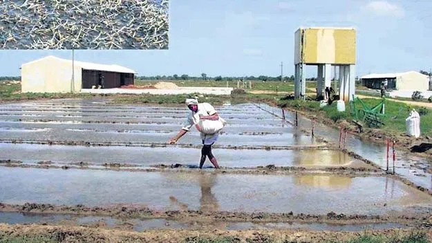   వరిలో యాంత్రీకరణ బహుదూరం