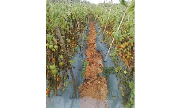 టమోటా పంటకు వాన దెబ్బ ..!