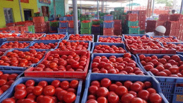 టమోటా ధరలపై రైతుల ఆశలు | Farmers' hopes on tomato prices