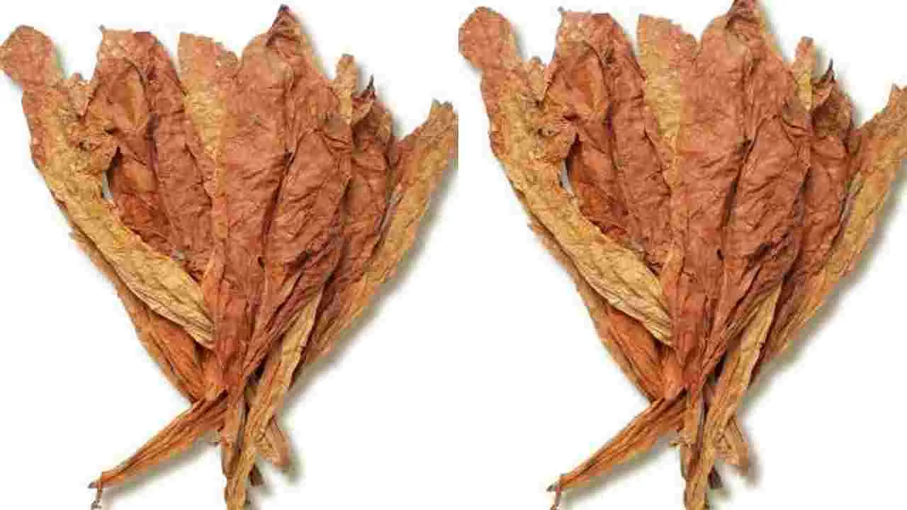 Tobacco: సెప్టెంబరు వరకు హెచ్‌డీ పొగాకు కొనుగోలు