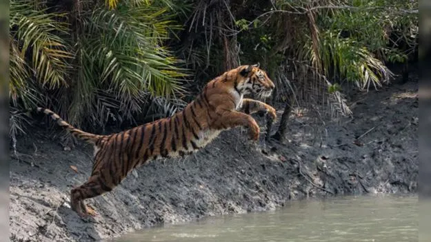 Tiger Jump Video: వావ్.. ఈ పులిని చూడండి.. ఎంత దూరం జంప్ చేసిందో.. వీడియో వైరల్