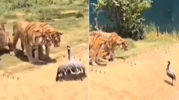 Viral Video: ఆ కొంగకు ఎంత ధైర్యం.. పులులతో పోరు.. చివరకు దాని పరిస్థితి ఏమైందంటే..