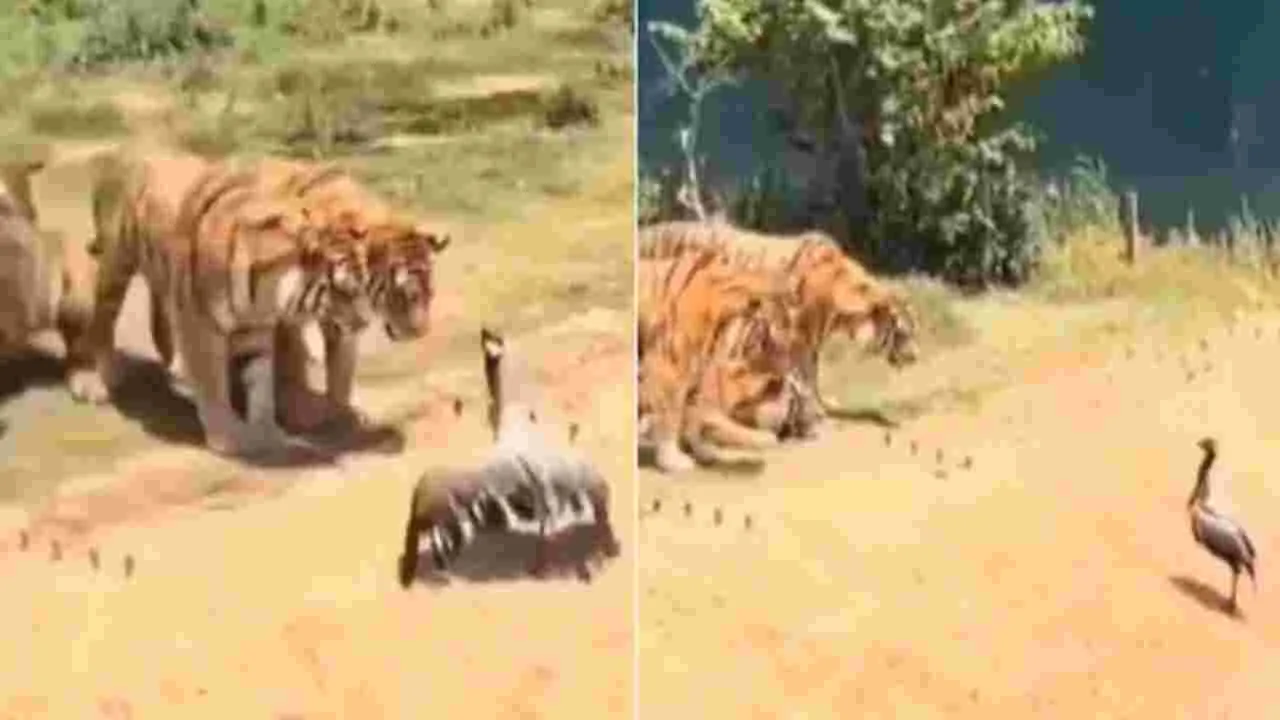 Viral Video: ఆ కొంగకు ఎంత ధైర్యం.. పులులతో పోరు.. చివరకు దాని పరిస్థితి ఏమైందంటే..