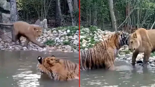 Tiger And Lion: పులి సమీపానికి వెళ్లిన సింహం.. చివరికి ఏం చేసిందో చూస్తే అవాక్కవుతారు.. 
