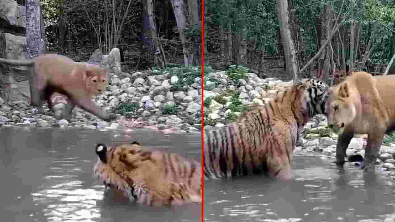 Tiger And Lion: పులి సమీపానికి వెళ్లిన సింహం.. చివరికి ఏం చేసిందో చూస్తే అవాక్కవుతారు.. 