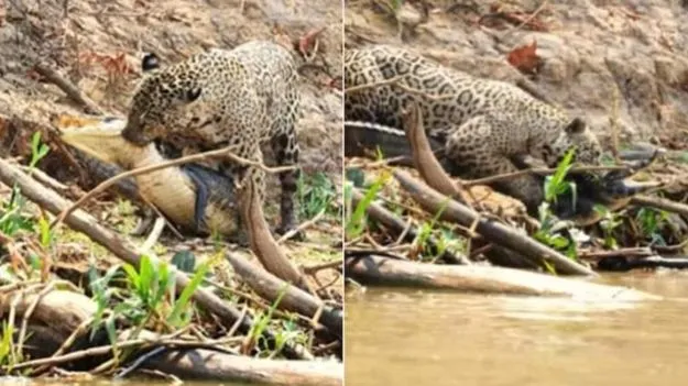 Crocodile Video: వామ్మో.. ఒళ్లు గగుర్పొడిచే వీడియో.. చిరుత ముందు మొసలి బలం ఏమైందో చూడండి..