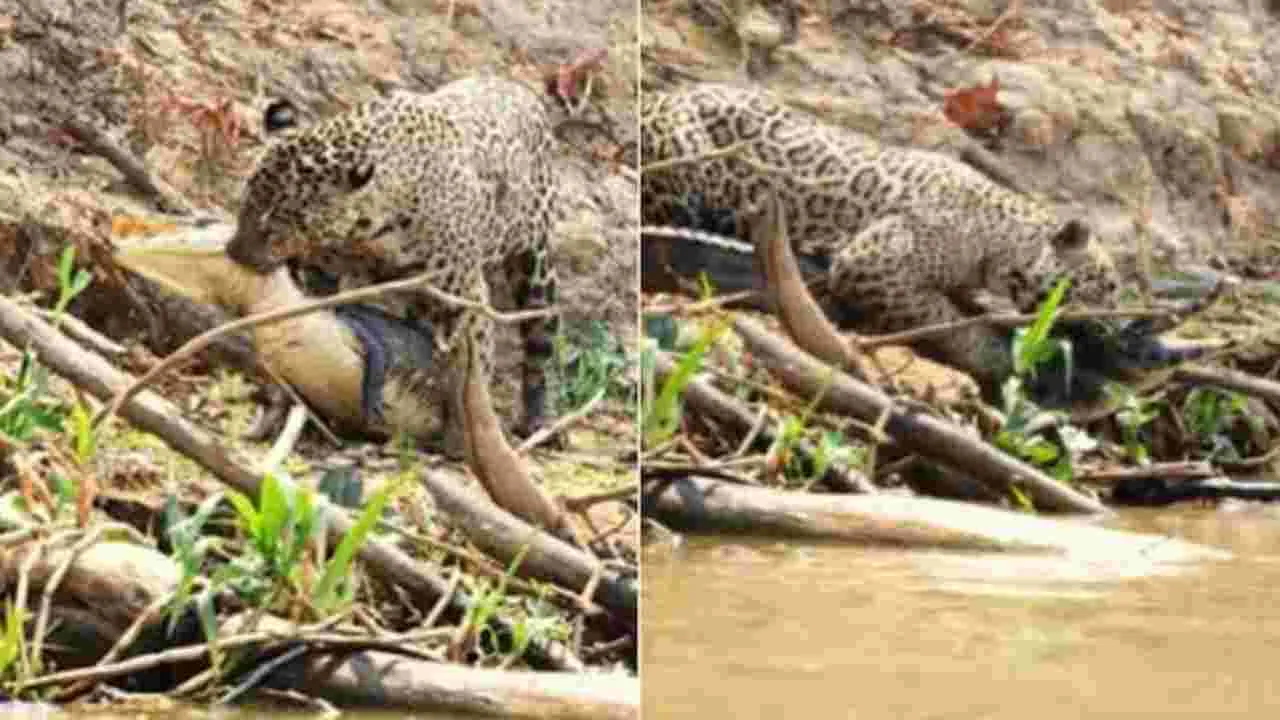 Crocodile Video: వామ్మో.. ఒళ్లు గగుర్పొడిచే వీడియో.. చిరుత ముందు మొసలి బలం ఏమైందో చూడండి.. 