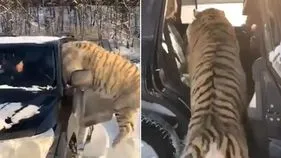 Tigers video: మంచులో ఆగి ఉన్న కారు.. మూడు పులులు ఏం చేశాయో చూడండి.. వీడియో వైరల్