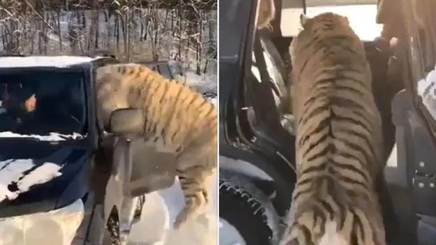 Tigers video: మంచులో ఆగి ఉన్న కారు.. మూడు పులులు ఏం చేశాయో చూడండి.. వీడియో వైరల్