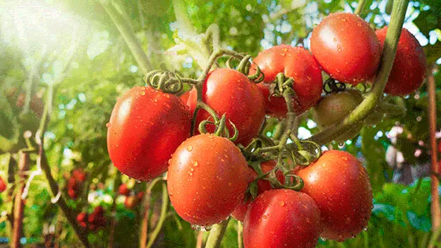 పెరిగిన టమోటా ధరలు