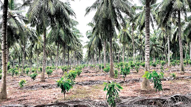  Horticulture: ఉద్యాన సాగుకు ప్రోత్సాహం