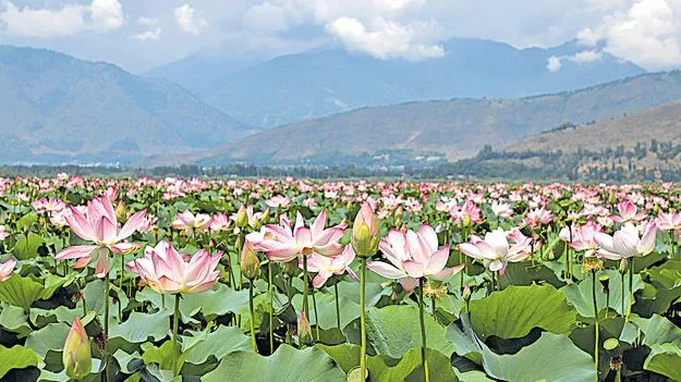 Lotuses Bloom: కమలాలు పూసే.. కాశ్మీరం మురిసె 