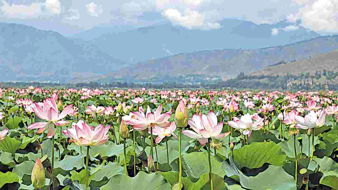 Lotuses Bloom: కమలాలు పూసే.. కాశ్మీరం మురిసె 
