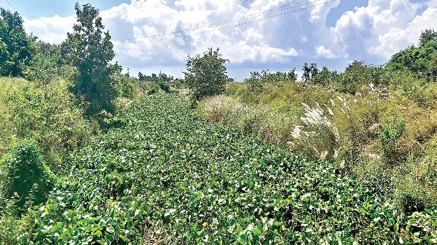 vamsadhara canal: ఇలాగైతే నీరెలా?