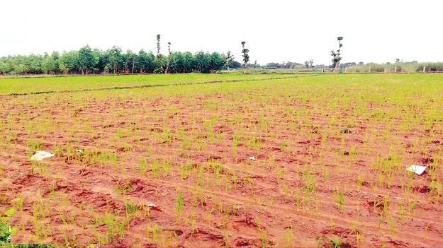 No Water for the Canal? నారుకు నీరేదీ?