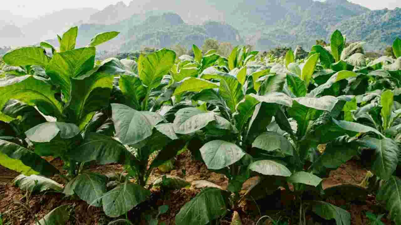 AP tobacco news: పొగాకు ఉత్పత్తి లక్ష్యం కుదింపు