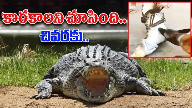 Crocodile Viral Video: పట్టుబడింది కదా అని మొసలిని కొరికేసింది.. చివరకు కుక్క పరిస్థితి చూస్తే..