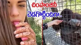 Woman With Chimpanzee: చేసేదే పాడుపని.. మళ్లీ చింపాంజీనీ చెడగొట్టిందిగా.. యువతిపై నెటిజన్ల ఫైర్.. 