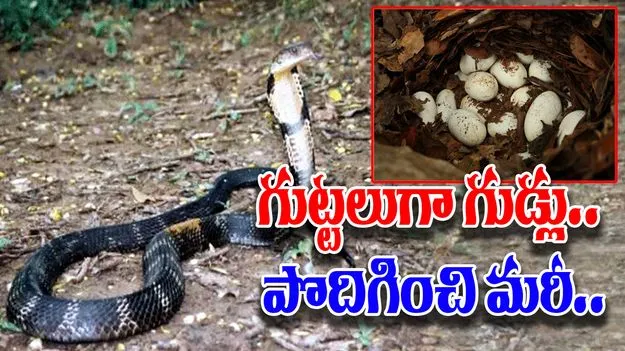 Wildlife Conservation: కింగ్‌కోబ్రా గుడ్లను సంరక్షించి.. చివరకు... 