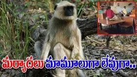 Monkey Viral Video: హోటల్లోకి వచ్చిన కోతికి ఊహించని సర్‌ఫ్రైజ్.. వీడియో చూస్తే అవాక్కవుతారు.. 