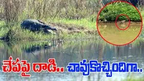 Crocodile Viral Video:  చేపపై దాడి చేసి ప్రాణాల మీదకు తెచ్చుకుందిగా.. ఈ మొసలికి ఏమైందో చూస్తే.. 