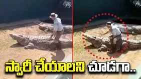 Crocodile Viral Video:  మొసలిపై గుర్రపు స్వారీ చేశాడు.. చివరకు జరిగింది చూసి ఖంగుతిన్నాడు.. 