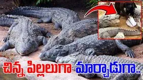 Crocodile Viral Video: అవేమన్నా కుక్క పిల్లలు అనుకున్నావా.. ఇతను ఏం చేస్తున్నాడో చూడండి..