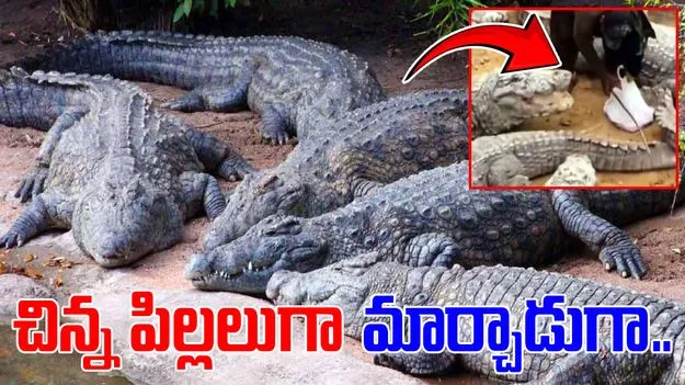 Crocodile Viral Video: అవేమన్నా కుక్క పిల్లలు అనుకున్నావా.. ఇతను ఏం చేస్తున్నాడో చూడండి..