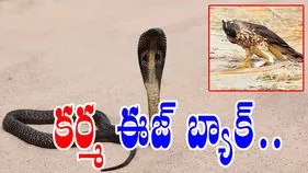 Snake VS Eagle: పాము ప్రాణాలు తీస్తున్న డేగ.. చివరి నిముషంలో సీన్ రివర్స్.. చివరకు ఏమైందో చూస్తే.. 