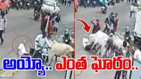 Cow Attack Video: అయ్యో.. ఎంత ఘోరం.. ఈ ఆవులు ఏం చేశాయో చూడండి.. 