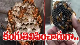 Viral Video: ఇతనంటే కందిరీగలకు హడల్.. చేయి పెట్టగానే ఏమైందో చూడండి..