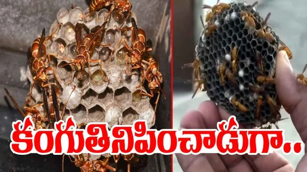 Viral Video: ఇతనంటే కందిరీగలకు హడల్.. చేయి పెట్టగానే ఏమైందో చూడండి..