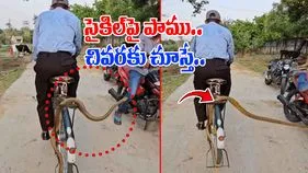Snake Viral Video:  సైకిల్‌పై వెళ్తున్న వ్యక్తి.. వెనుక వేలాడుతున్న పాము.. చివరకు.. 