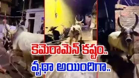 Bull Funny Video: ఎద్దును వెంబడించి మరీ వీడియో తీశాడు.. చివరకు ఇలా షాక్ ఇస్తుందని ఊహించలేకపోయాడు.. 