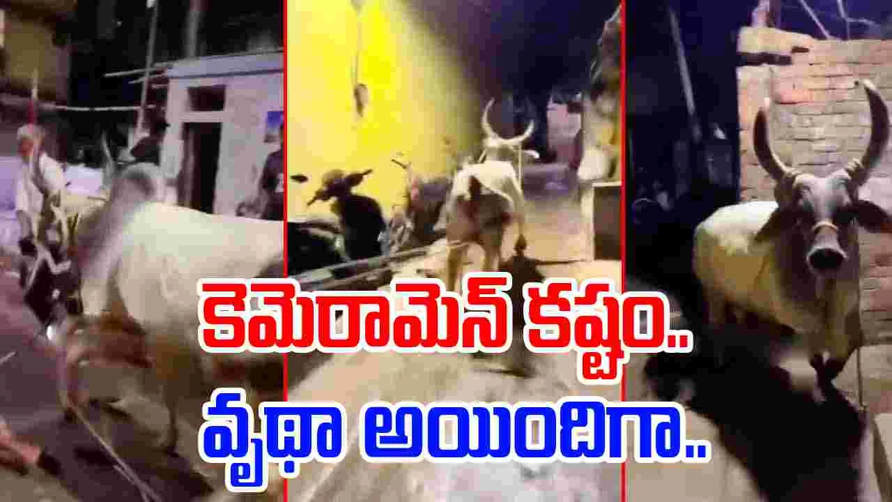 Bull Funny Video: ఎద్దును వెంబడించి మరీ వీడియో తీశాడు.. చివరకు ఇలా షాక్ ఇస్తుందని ఊహించలేకపోయాడు.. 