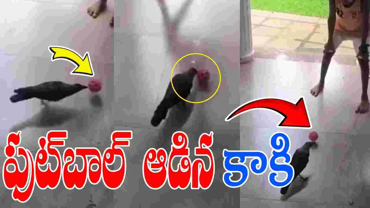 Crow Playing Football: పిల్లాడితో కలిసి ఫుట్ బాల్ ఆడిన కాకి.. 